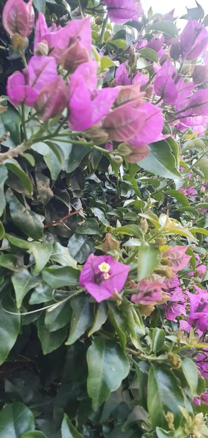 Casa Flora Appartamento Con Giardino Φιουμιτσίνο Εξωτερικό φωτογραφία